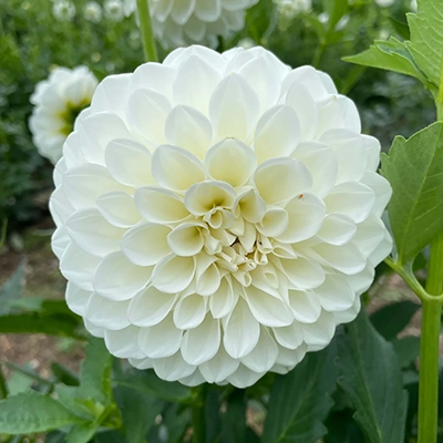Dahlia boom