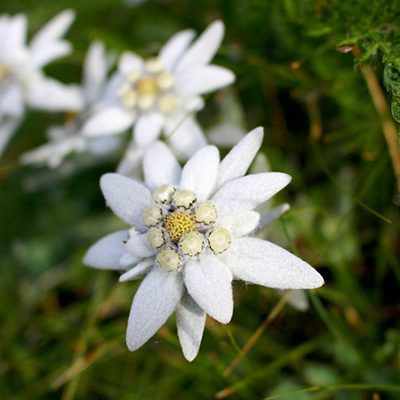 Edelweiss