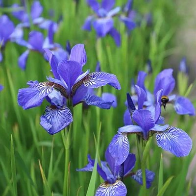 Iris
