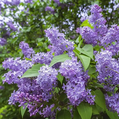 Lilas