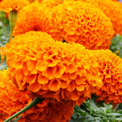 Marigold
