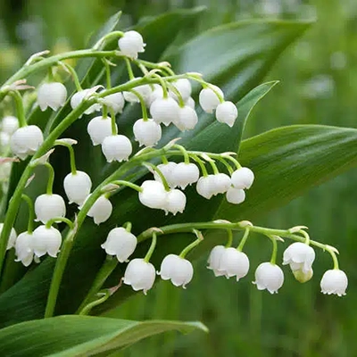 Muguet