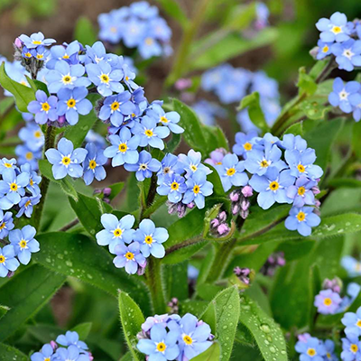 Myosotis