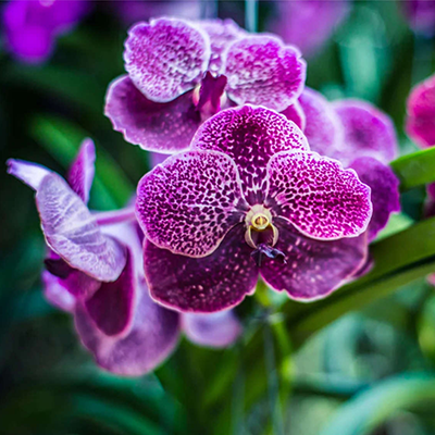 Orchidée