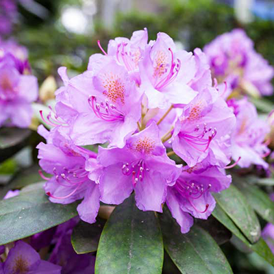 Rhododendron