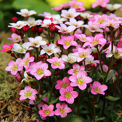 Saxifrage